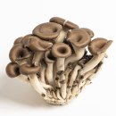 느타리·팽이·노루궁뎅이…다양한 버섯 이미지