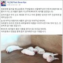 대통령공원 진돗개 이미지