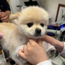 쿨펫 양·한방 동물병원 이미지