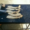 욱일농장 Daum카페