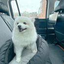 강아지마을펫택시 | 강아지 택시 어디로든 펫택시 이용 가격 후기