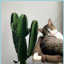 참좋은동물병원 | 인천에서 만난 강아지 눈 건강 케어 좋은 동물병원 방문 후기