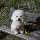 댕그랑 | 강아지 스테인리스 물통 ROOP 루프 옐로우 오래 사용한 후기 장단점