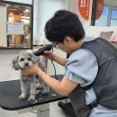 보람애견미용 이미지