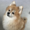 니즈샐러드진부점