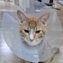 24시 해든동물의료센터 민락점 이미지