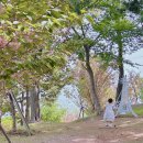 종이접기 교실 | &#34;울산 고래문화마을 겹벚꽃 명소 후기, 4월 늦은 벚꽃 +아이와 봄 나들이 추천!&#34;