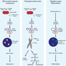 Re: The caspase‐activated DNase: apoptosis and beyond 이미지