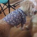 클로버 하우스 이미지