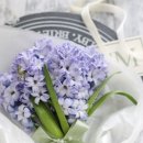 새벽이슬 이미지