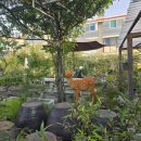 정원엔바위솔