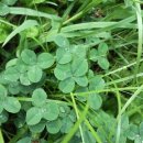 네잎클로버 이미지