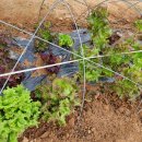 광성농장-2 이미지