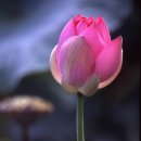 가소곡 Daum카페