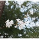 산수유 둘레길 이미지