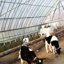 대관령 아기동물농장 이미지