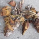비방콕과 차가버섯 라스트 그리고 상황버섯? 이미지