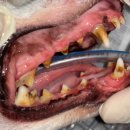 기장i동물의료센터 이미지