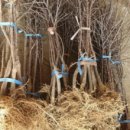 성보농원 이미지