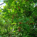 케이제이팜 이미지