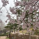 경화벚꽃한의원 이미지