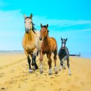 김동주농장 | 워런 버핏의 주주 서한 개정증보판 6판