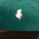 도그베이 이미지