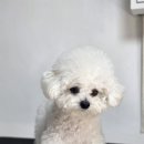 솔밭미용실 | [공지] 강북구 우이동 솔밭공원 애견미용실 코코포레ㅣ비숑 귀툭튀 가위컷 후기