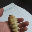 (주)하늘소