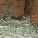 어머나민박 이미지