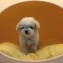 바우동물병원 이미지