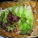 이조명가 이미지