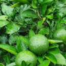 정진수농장 | 제주빡빡이 귤농장 체험후기