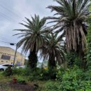 상가리농장 이미지