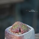 양진농장 이미지