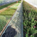 솔향기하우스 이미지