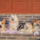 스테이 밭 이미지