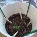 해바라기유치원 | 집에서 미니해바라기 키우기, 꽃 피운 후기 (화분·배양토 선택 팁)