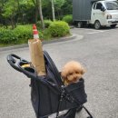 벨라펫살롱 이미지