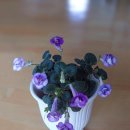 타우르스 이미지