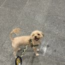 금옥여고보도육교 밑 | 10월의 잊지 못 할 상하이 트위스트 - 1편(동방명주, 점도덕, 헤이티, 리젠트상하이푸동)