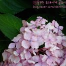 뽀모도로 이미지