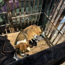 미영목장2 | 제주 여행(2)_새별 프렌즈(귀여운 숀더쉽이 있는 곳)_미영이네 고등어회(제주 고등어 맛집)