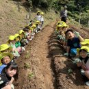 🥬 쁘띠텃밭-배추모종을 심어요 🥬 이미지