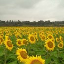 정원농장 이미지