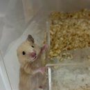 햄토리 군단 이미지