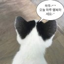 야옹아 부탁해 | I am a Rich Man💰