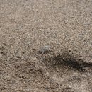 라브리사 이미지