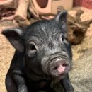 테이블에이 이미지