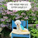 태안카부분정비 | 태안 애견동반 여행지 추천 팜카밀레 허브농원 후기